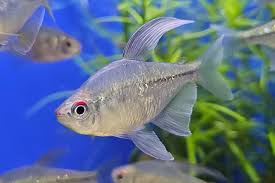 Diamond Tetra